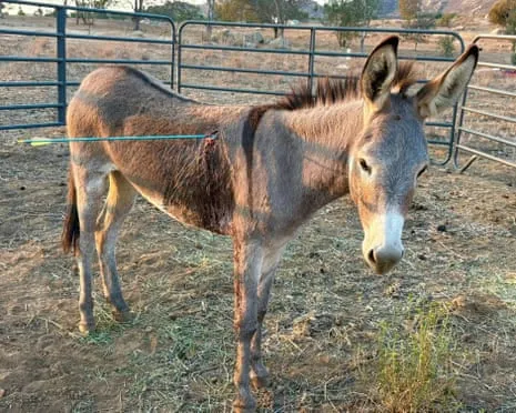 Donkey Recovering Following Recent Bow Assault on Free-Roaming Asses in California