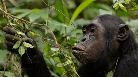 Apes Drinking an Amount Equal of an Alcoholic Beverage Daily from Ripe Fruits, Research Reveals